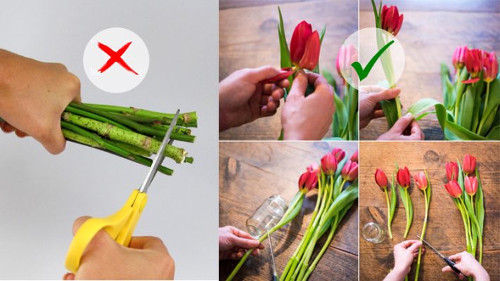 Cách bảo quản hoa