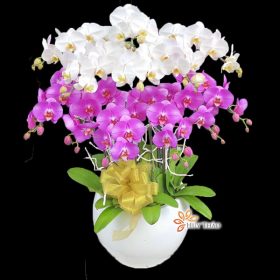  Hoa chúc mừng lan hồ điệp trắng tím