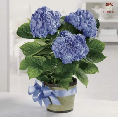 Cách cắm hoa cẩm tú cầu để bàn-xanh đậm
