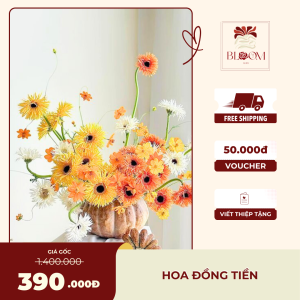 Hoa Đồng Tiền - Hoa Decor Sang Trọng